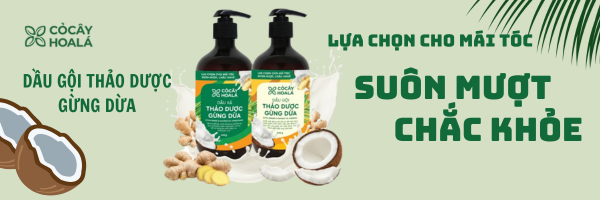 Combo dầu gội xả thảo dược Gừng Dừa Cỏ Cây Hoa Lá 440g